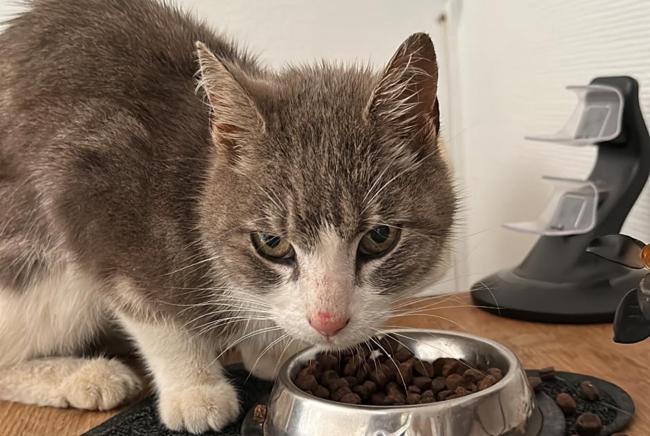 Discovery alert Cat Unknown Guewenheim France