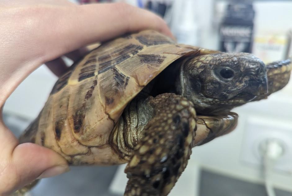 Discovery alert Tortoise Male Westhalten France