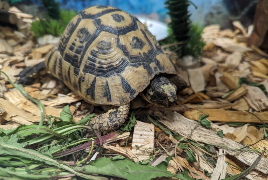 Discovery alert Tortoise Female Colmar France