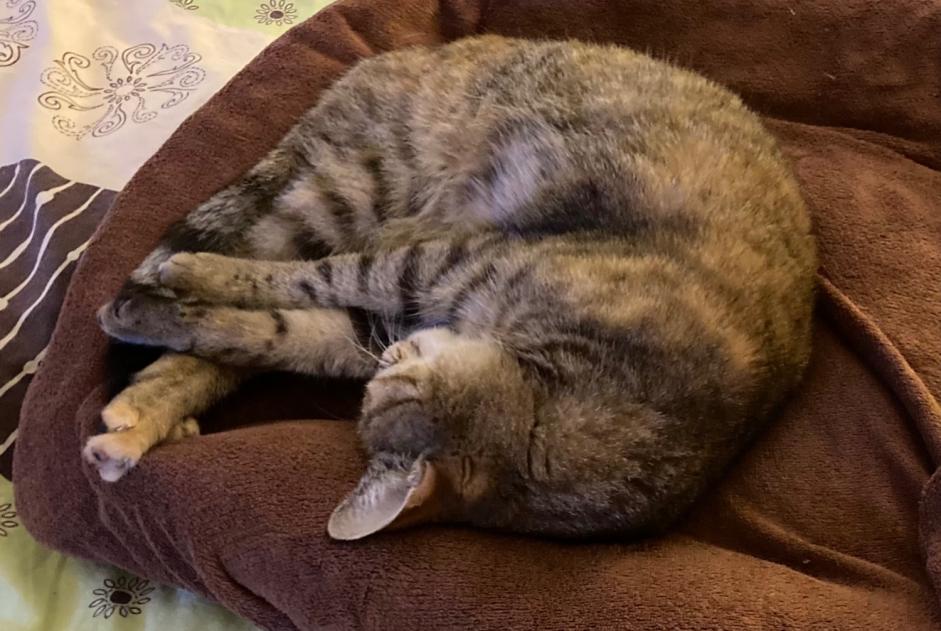Alerte Disparition Chat Femelle , 8 ans Riedisheim France