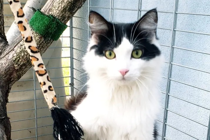 Alerte Disparition Chat Mâle , 1 ans Rumersheim-le-Haut France