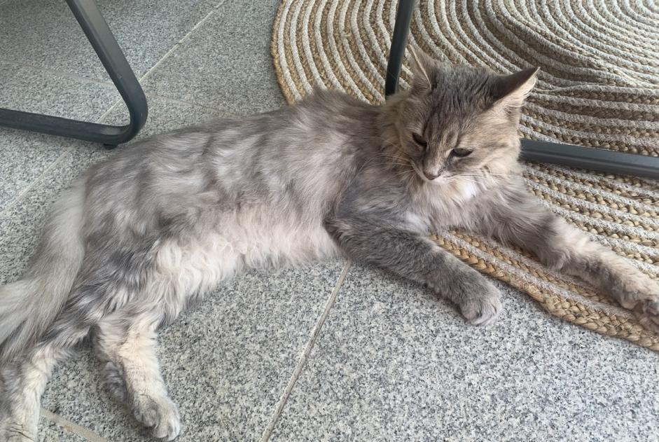 Alerte Disparition Chat Femelle , 9 ans Bruebach France