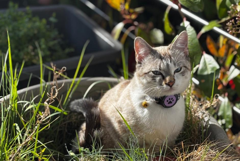 Alerte Disparition Chat Femelle , 1 ans Helfrantzkirch France