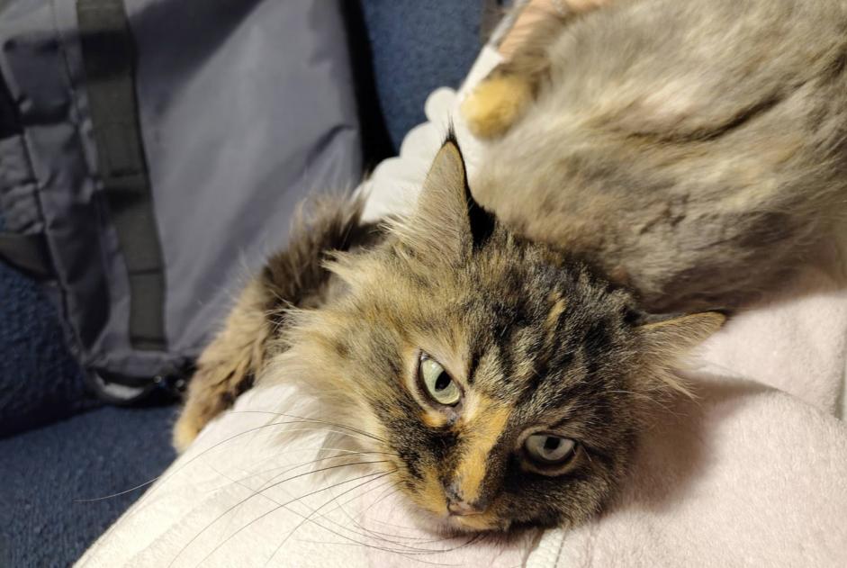 Alerte Disparition Chat Femelle , 5 ans Ingersheim France