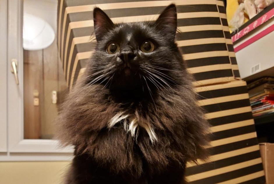 Alerte Disparition Chat Mâle , 2 ans Sondernach France Alerte Disparition Chat Mâle , 2 ans Sondernach France