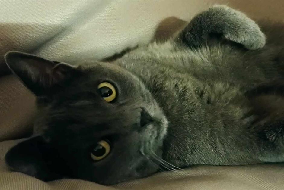 Alerte Disparition Chat Femelle , 7 ans Bollwiller France Alerte Disparition Chat Femelle , 7 ans Bollwiller France