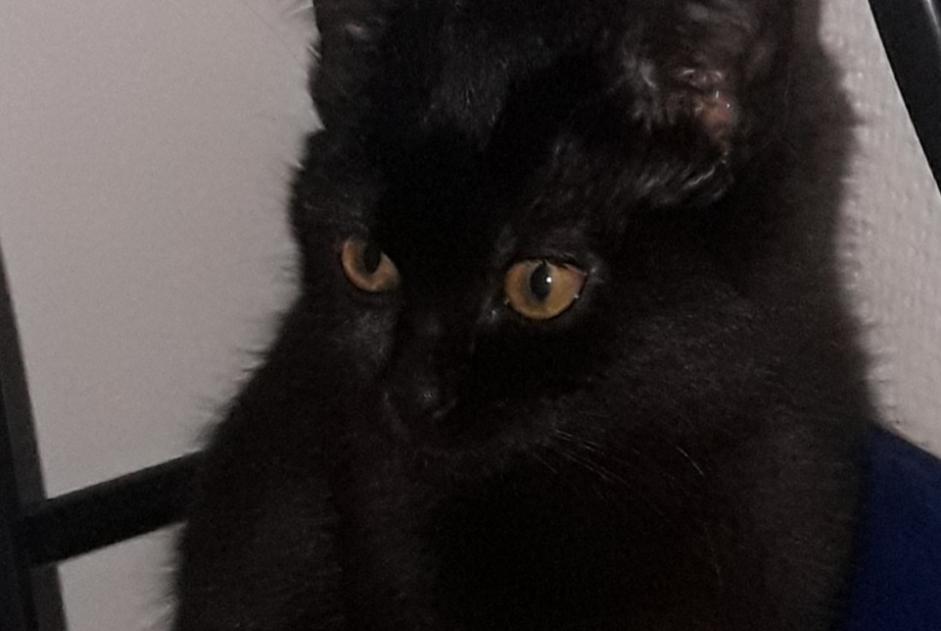 Alerte Découverte Chat Femelle Mulhouse France