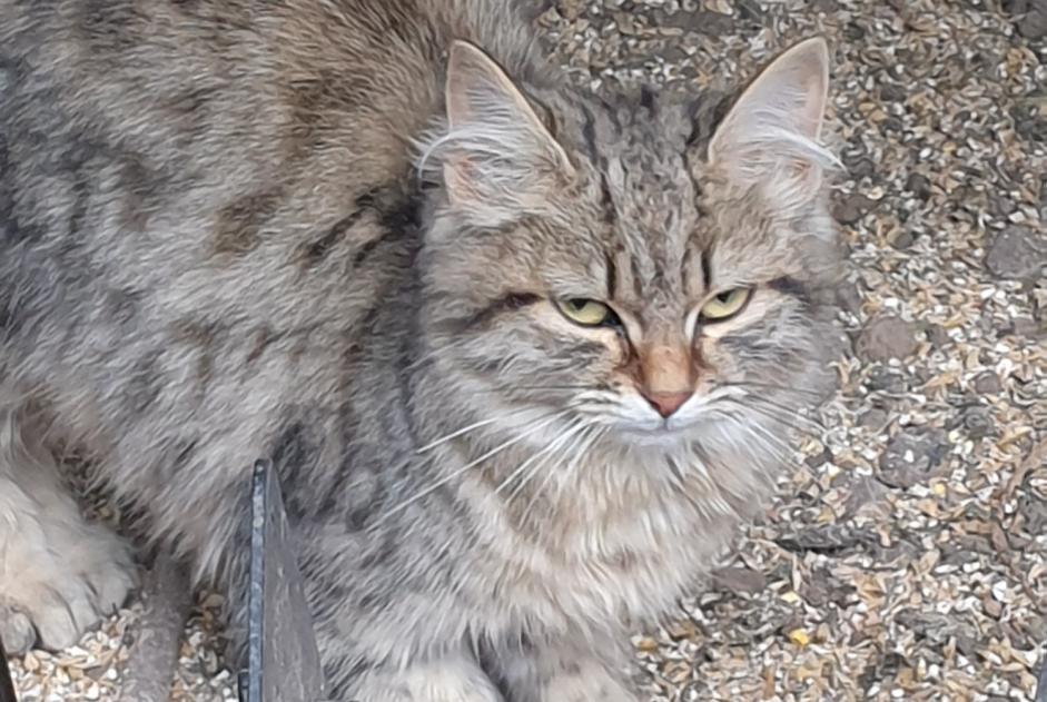 Alerte Découverte Chat Inconnu Munchhouse France
