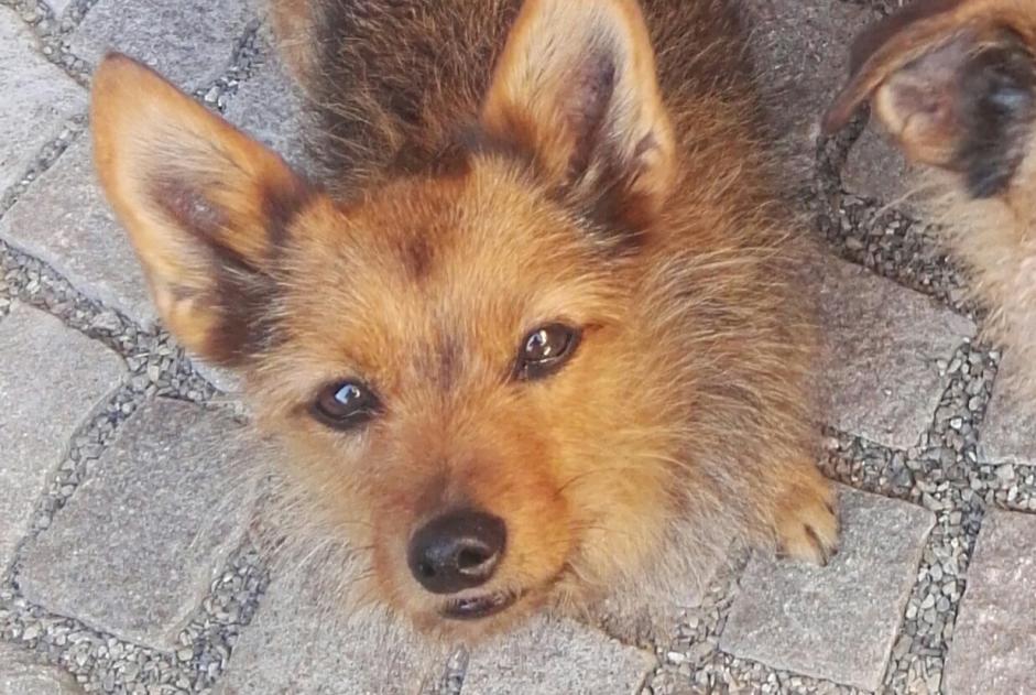 Alerte Disparition Chien croisement Femelle , 16 ans Kunheim France