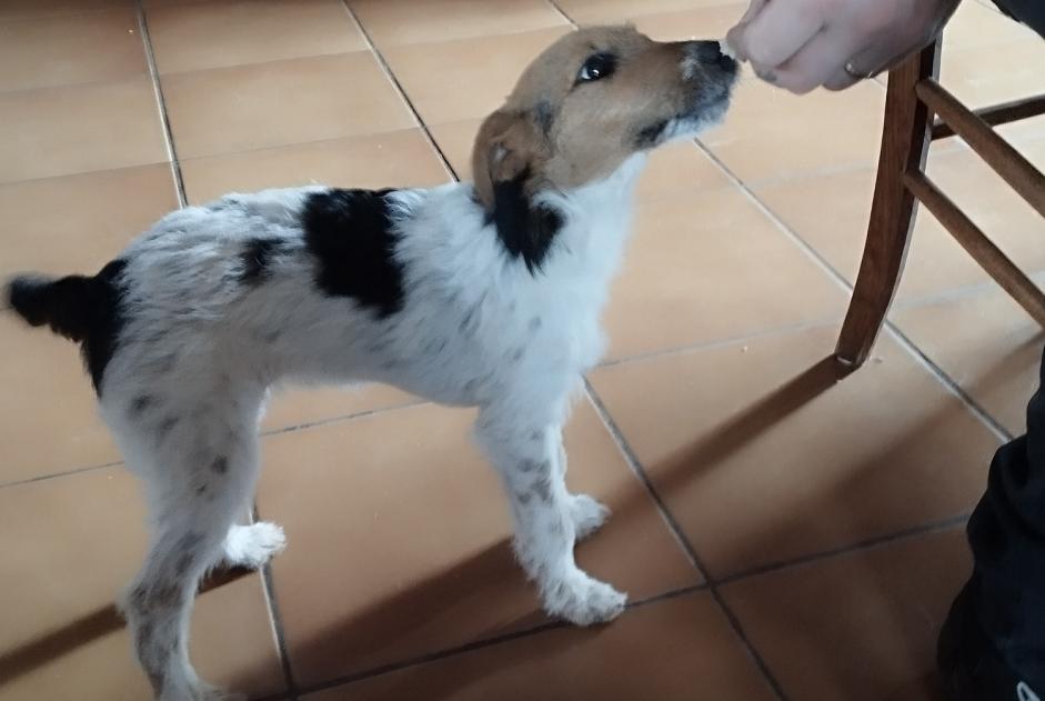Vermësstemeldung Hond  Weiblech , 1 joer Champagnac-le-Vieux France