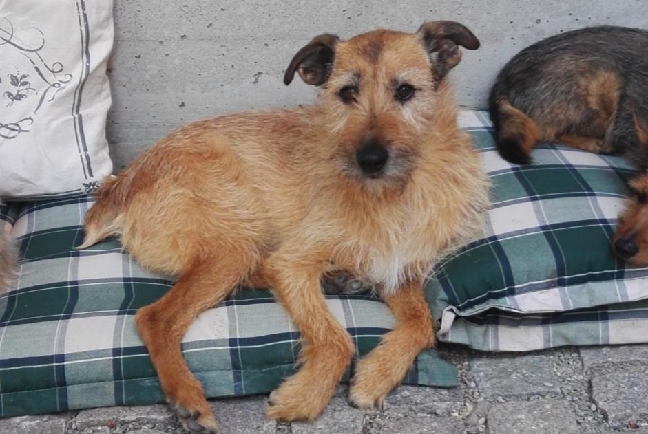 Alerta desaparecimento Cão cruzamento Macho , 12 anos Kunheim France