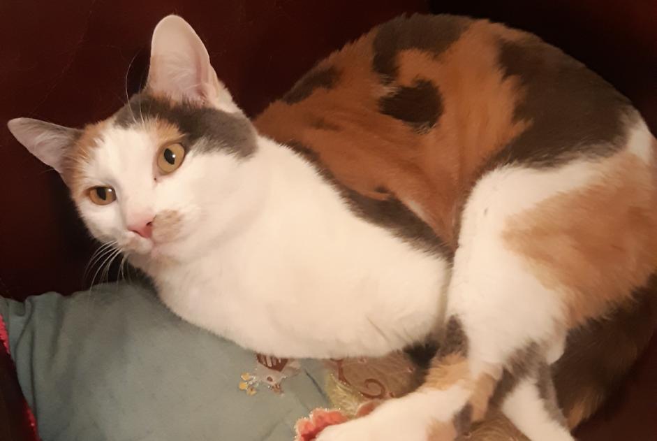 Alerta desaparecimento Gato cruzamento Fêmea , 4 anos Colmar France